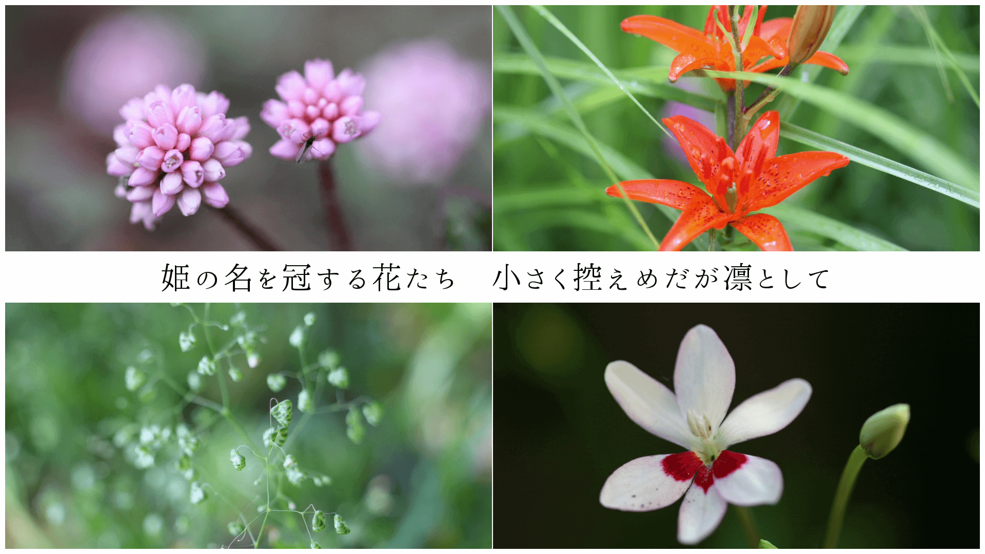 姫の名を冠する花たち 小さく控えめだが凛として