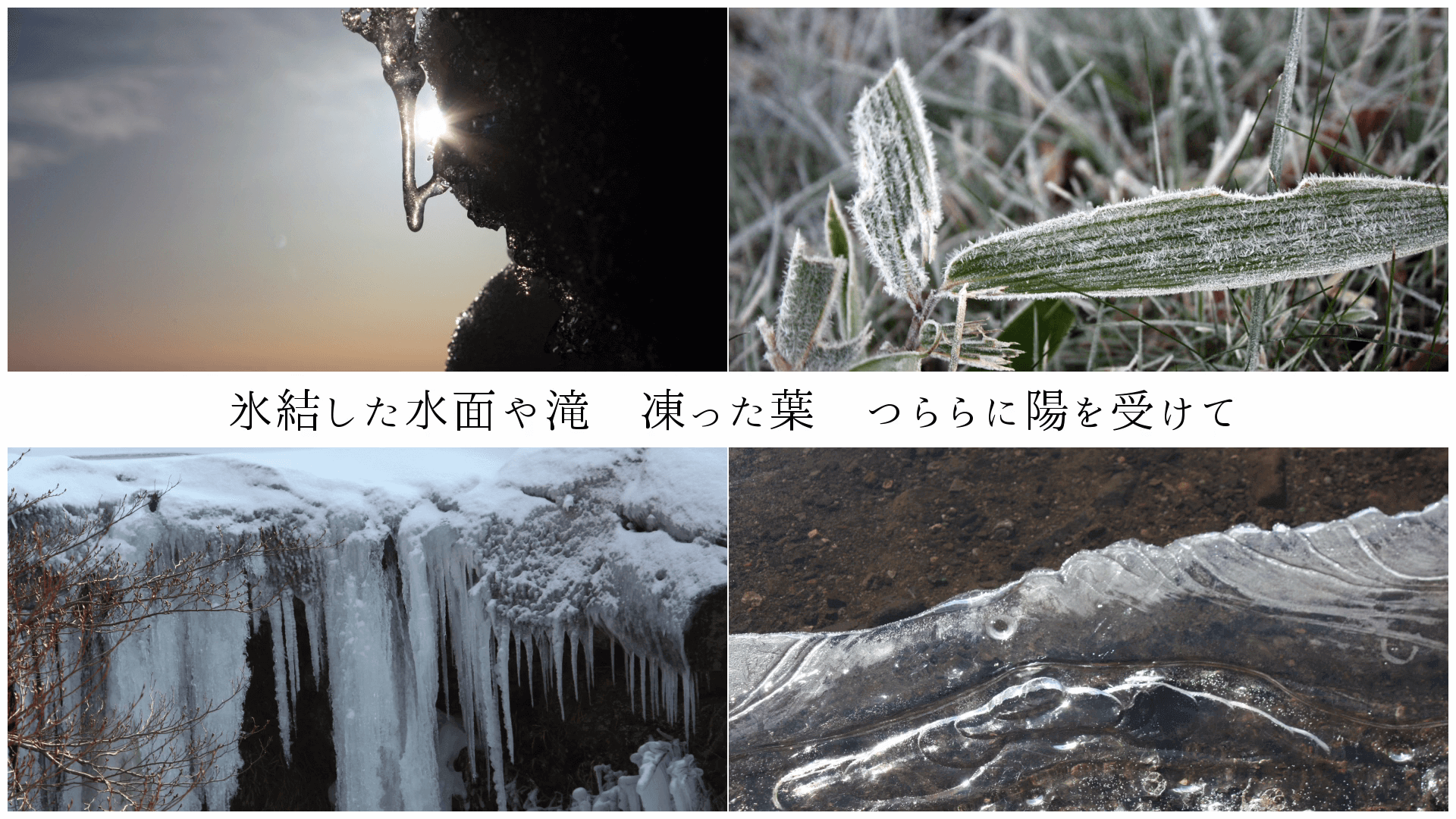 氷結した水面や滝 凍った葉 つららに陽を受けて