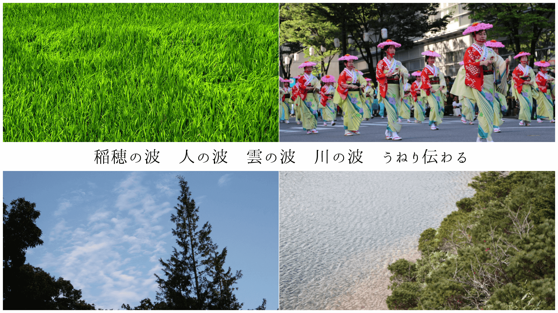 稲穂の波 人の波 雲の波 川の波 うねり伝わる