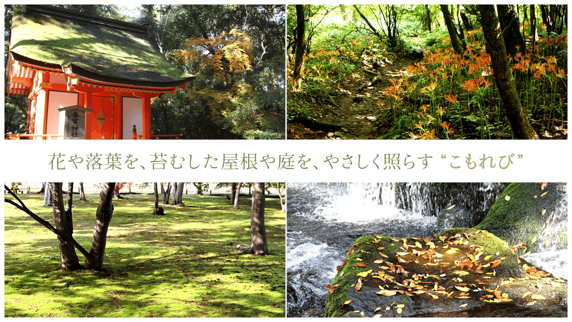 花や落葉を、苔むした屋根や庭を、やさしく照らす“こもれび”