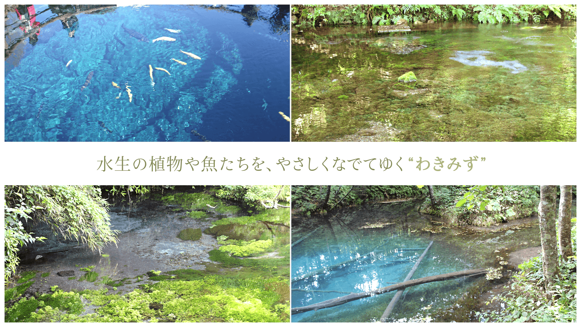 水生の植物や魚たちを、やさしくなでてゆく“わきみず”