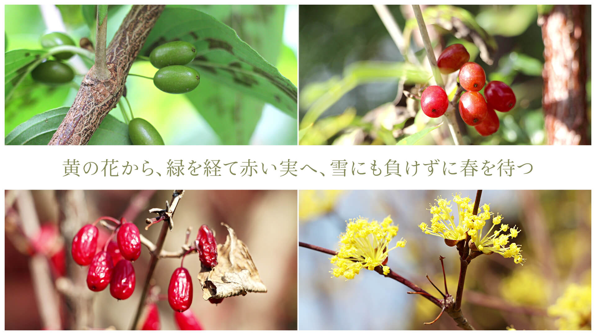 黄の花から、緑を経て赤い実へ、雪にも負けずに春を待つ