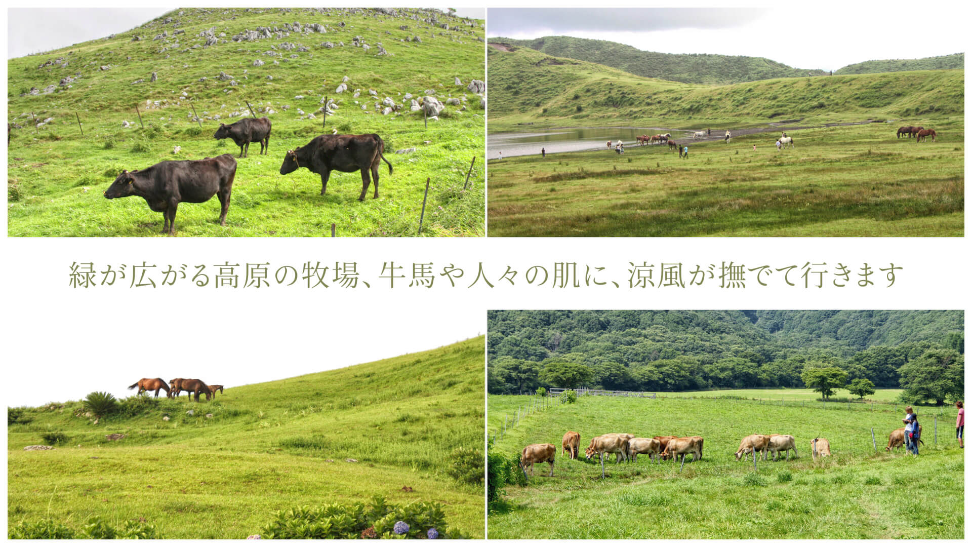 緑が広がる高原の牧場、牛馬や人々の肌に、涼風が撫でて行きます