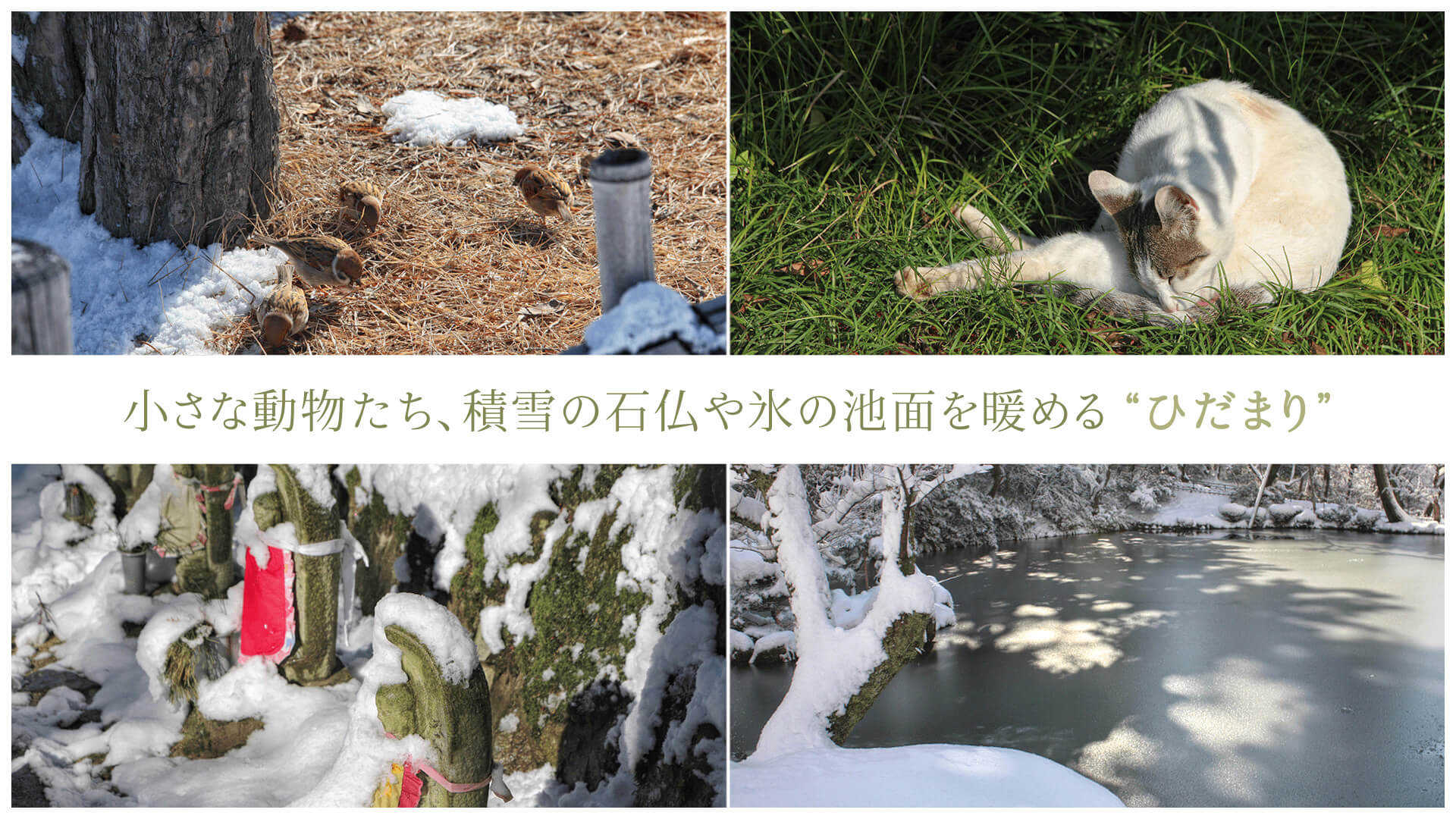 小さな動物たち、積雪の石仏や氷の池面を暖める“ひだまり”