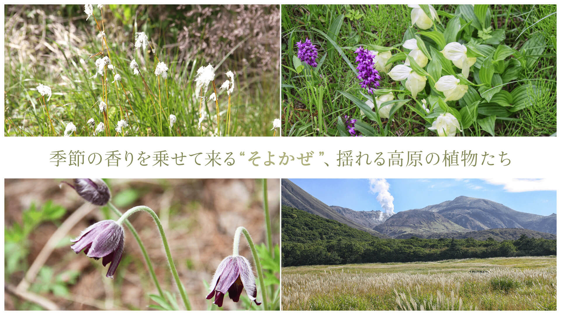 季節の香りを乗せて来る“そよかぜ”、揺れる高原の植物たち