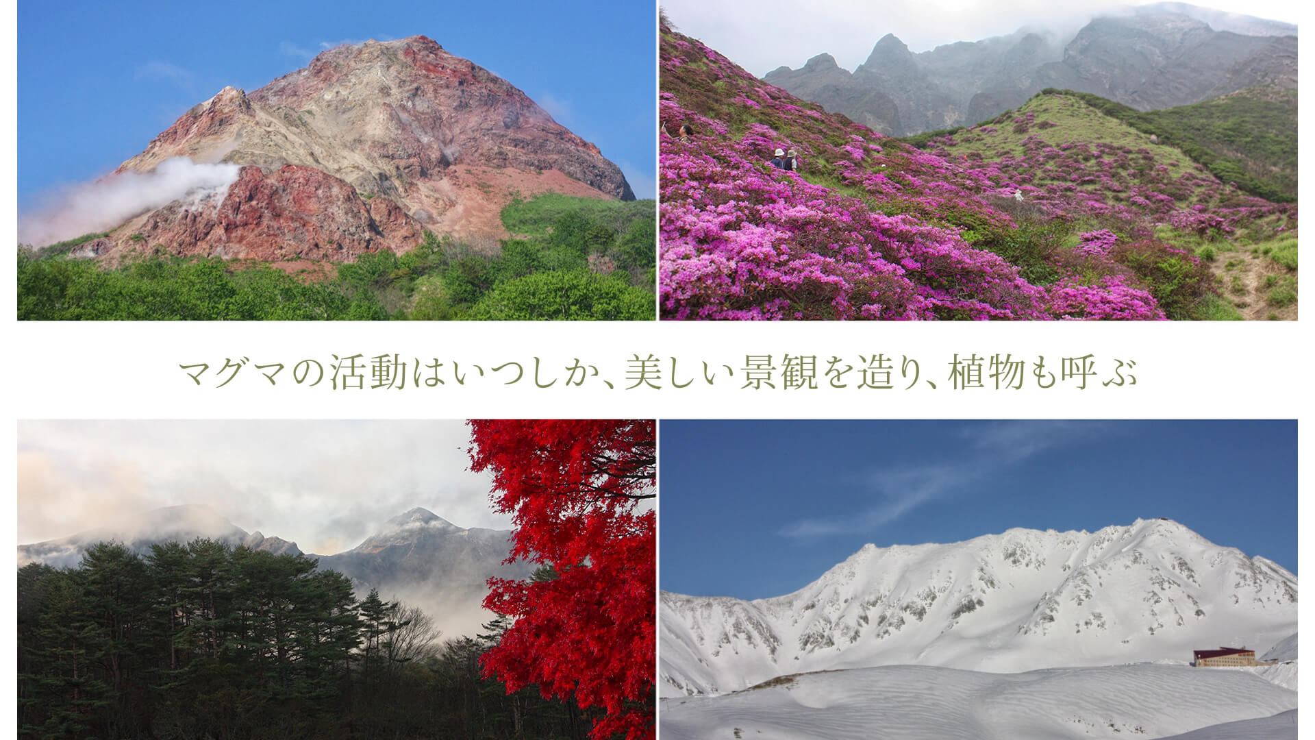 マグマの活動はいつしか、美しい景観を造り、植物も呼ぶ