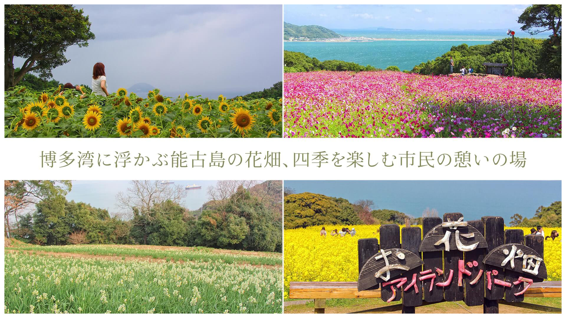 博多湾に浮かぶ能古島の花畑、四季を楽しむ市民の憩いの場