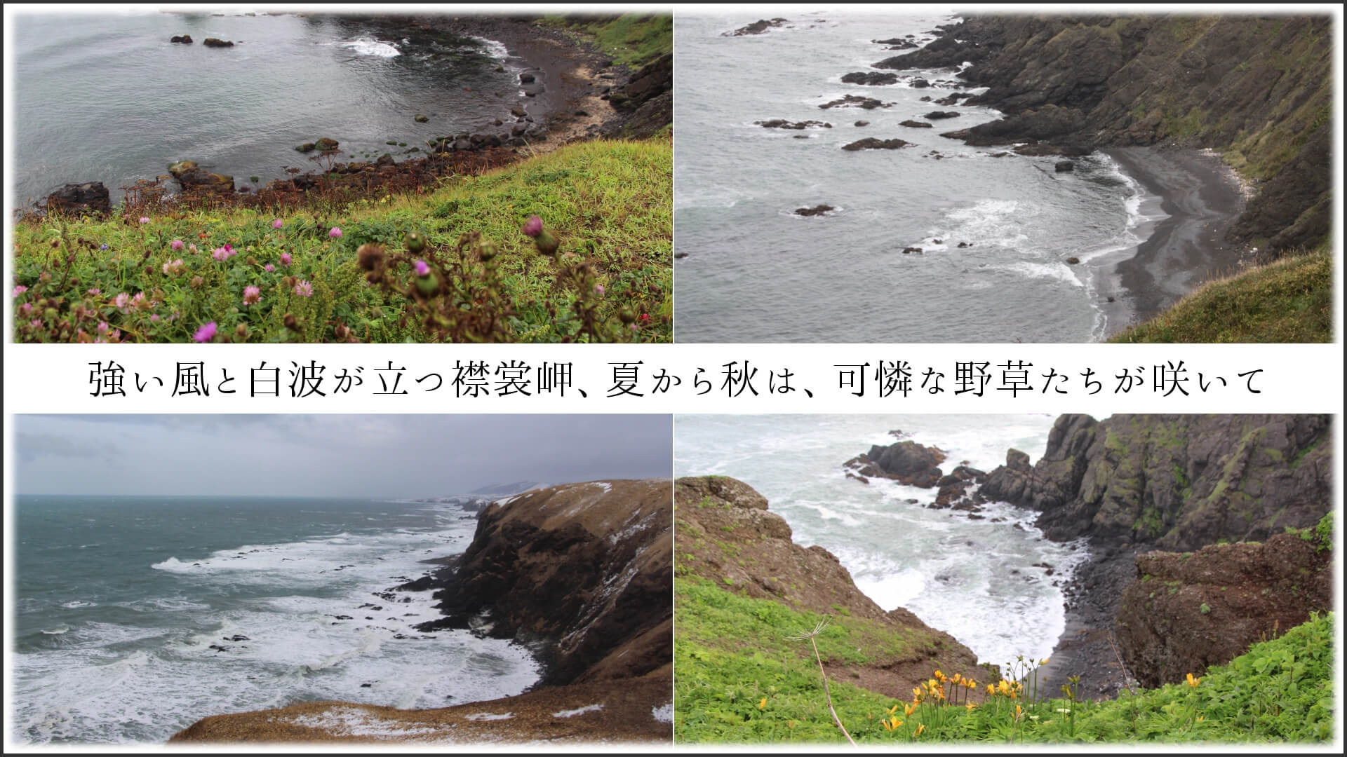 強い風と白波が立つ襟裳岬、夏から秋は、可憐な野草たちが咲いて