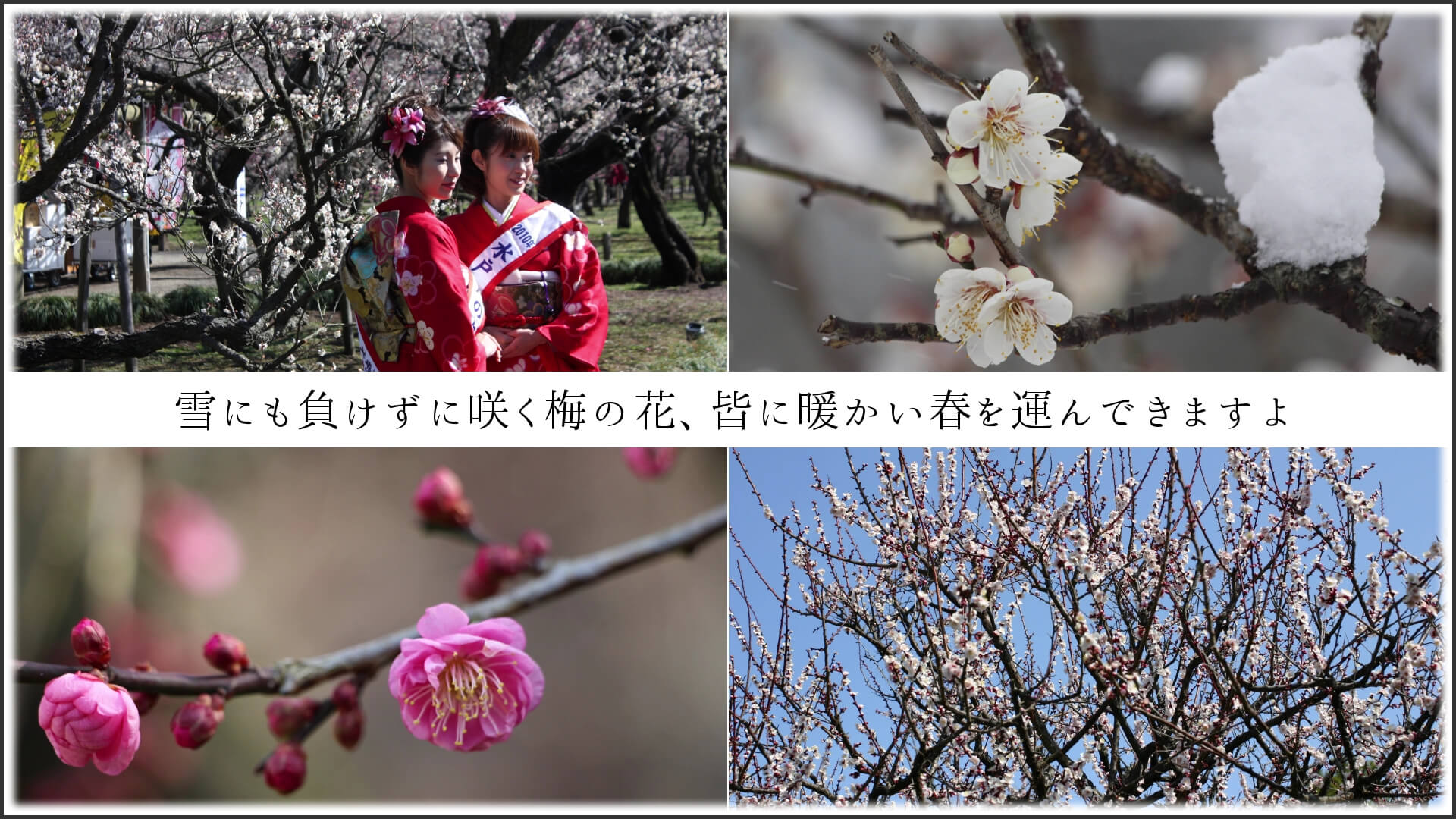 雪にも負けずに咲く梅の花、皆に暖かい春を運んできますよ