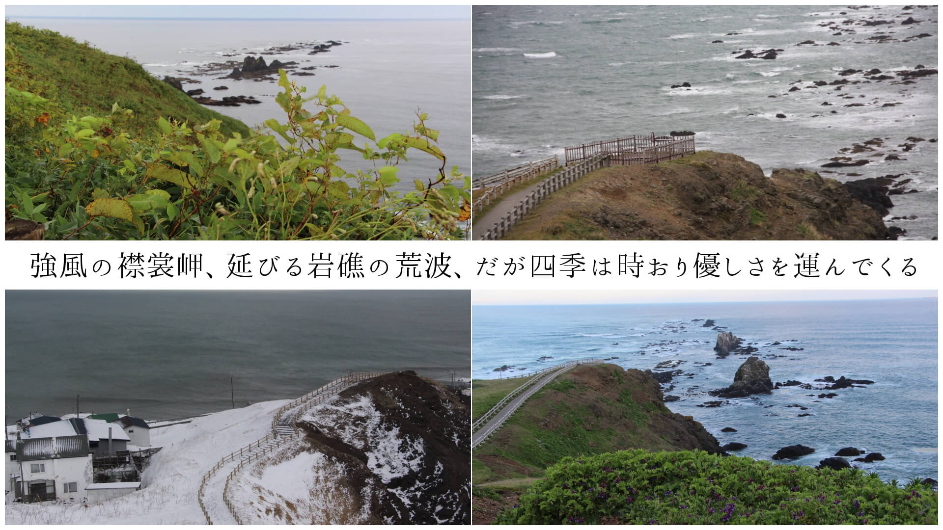 強風の襟裳岬、延びる岩礁の荒波、だが四季は時おり優しさを運んでくる