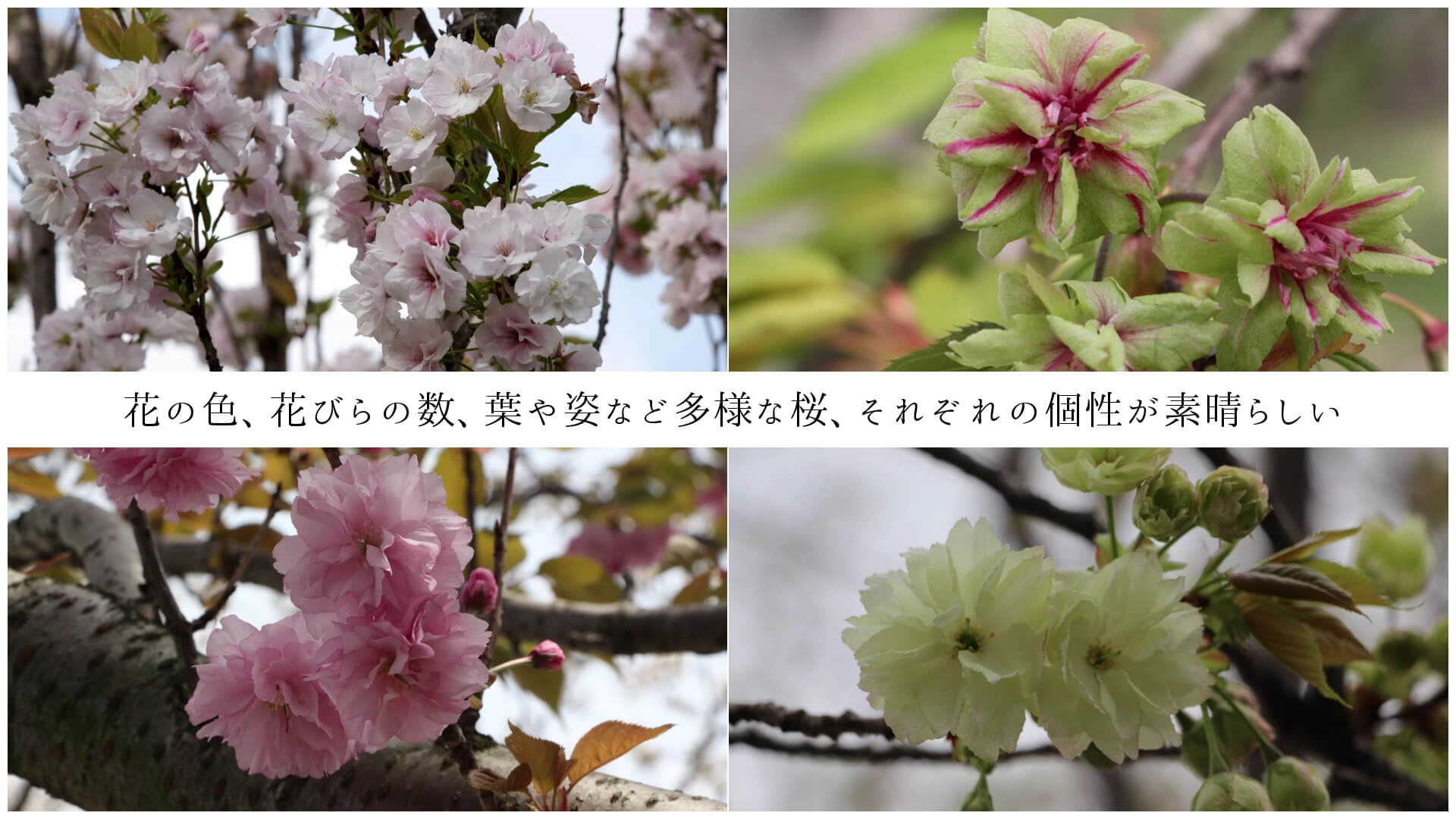 花の色、花びらの数、葉や姿など多様な桜、それぞれの個性が素晴らしい