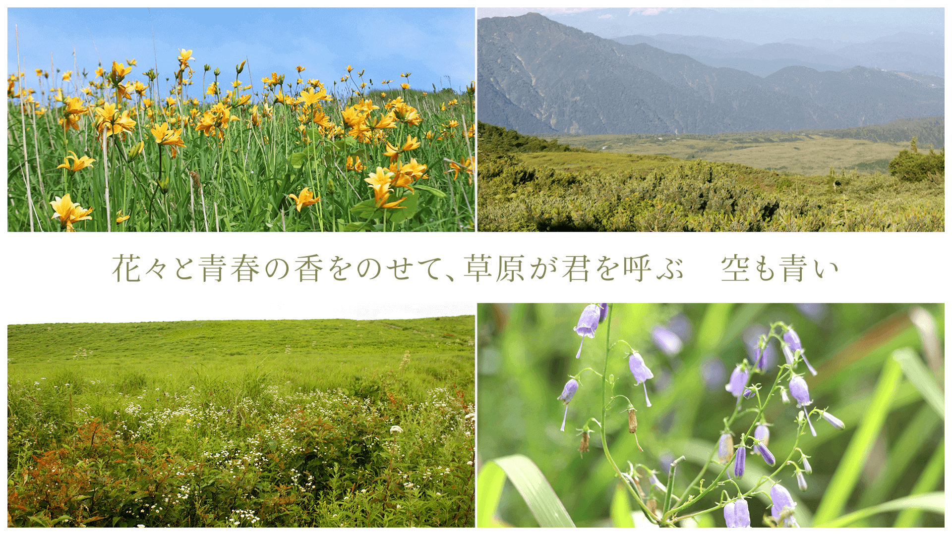 花々と青春の香をのせて、草原が君を呼ぶ 空も青い