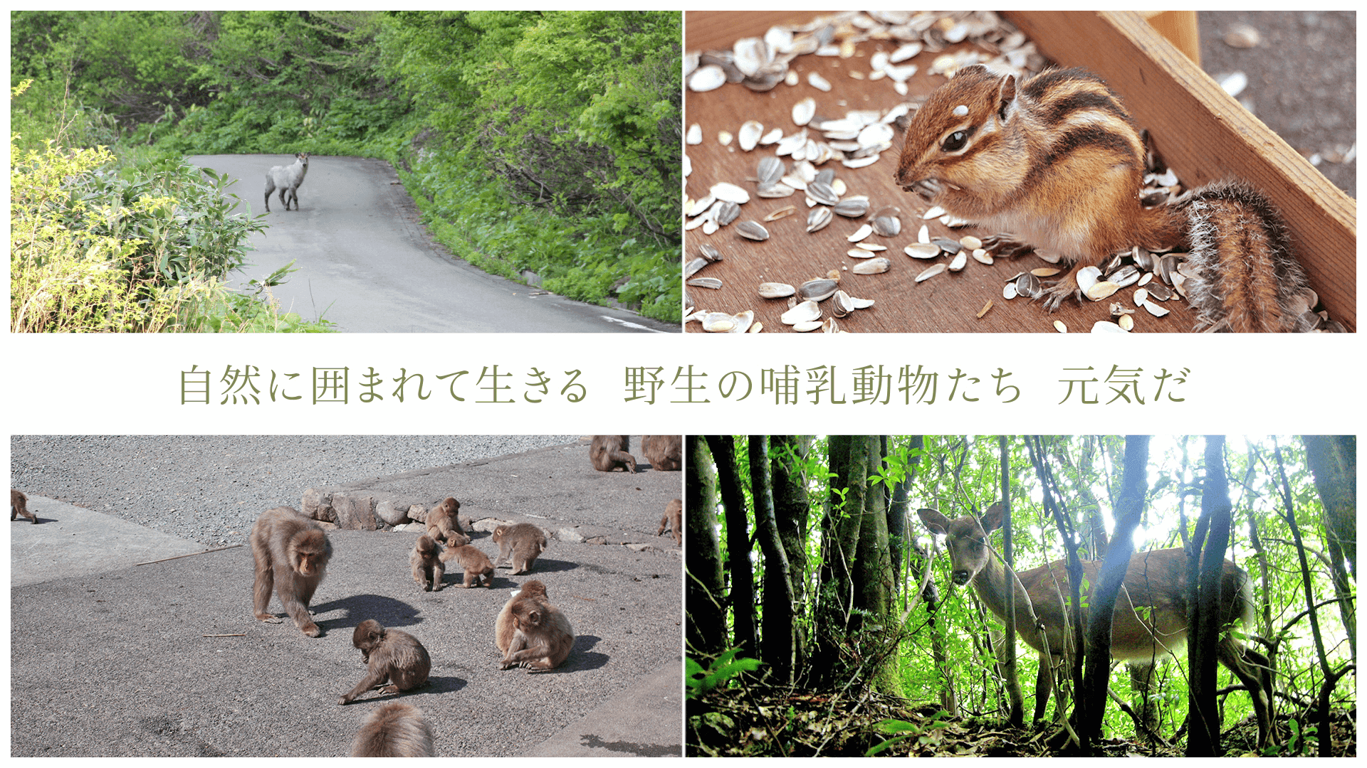 自然に囲まれて生きる 野生の哺乳動物たち 元気だ