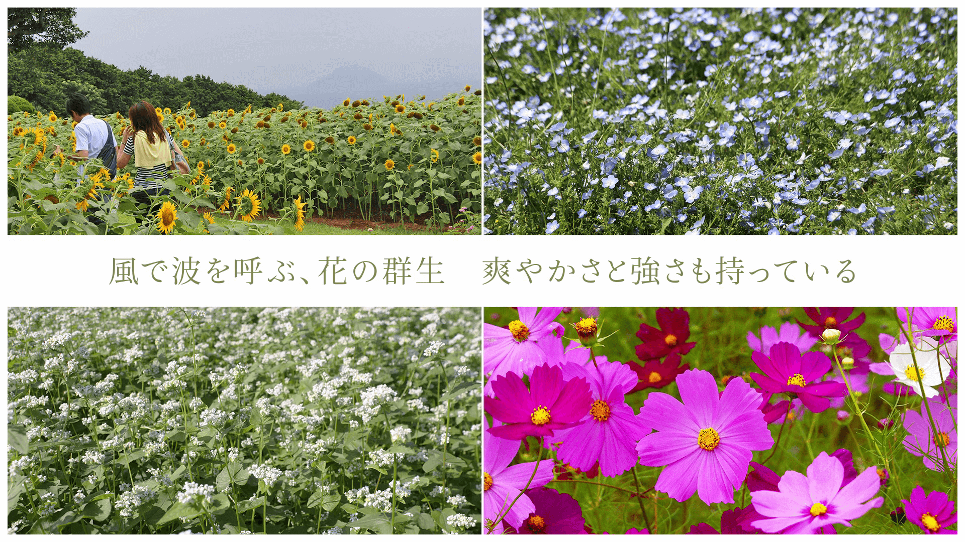 風で波を呼ぶ、花の群生 爽やかさと強さも持っている