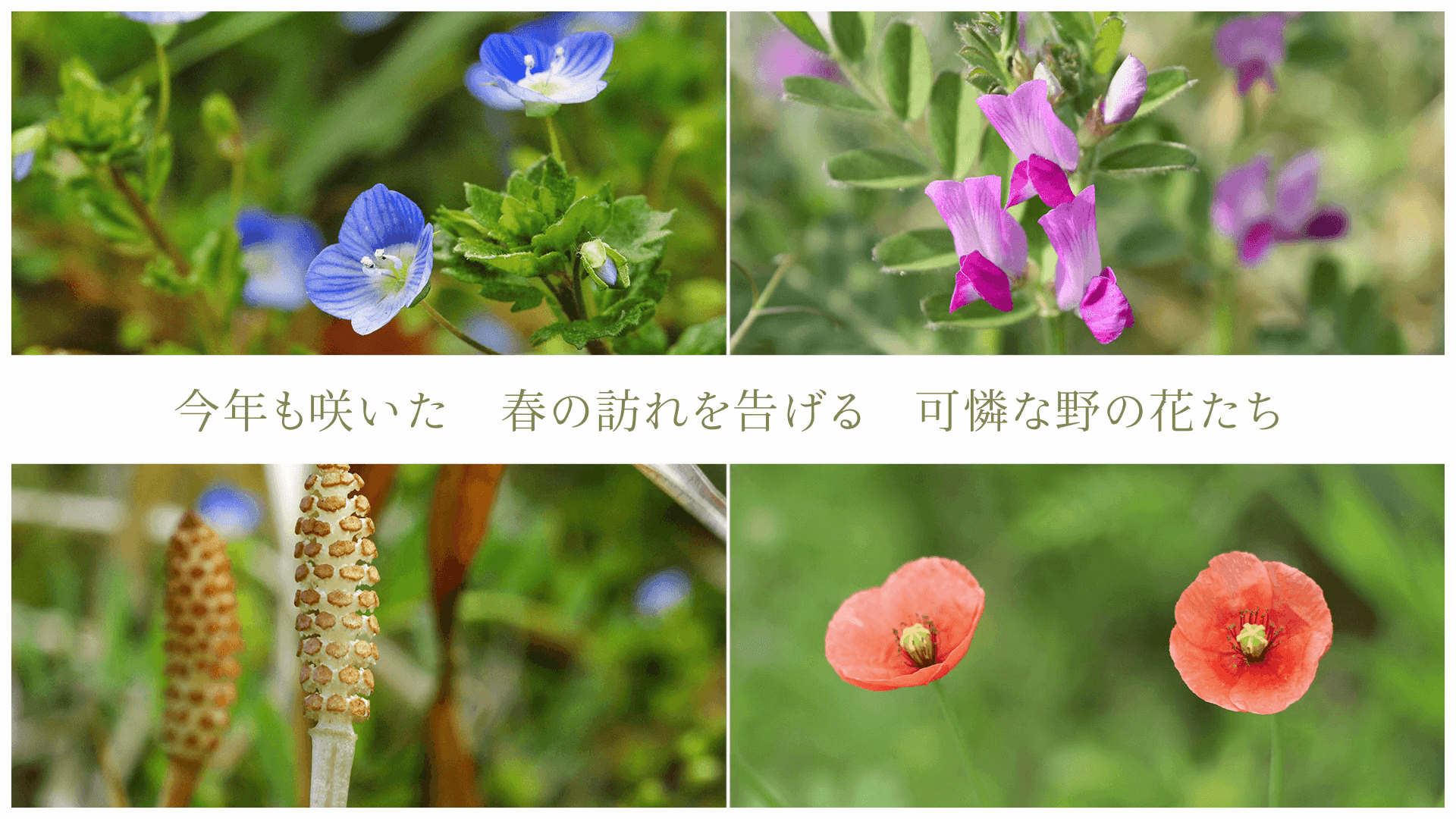 今年も咲いた 春の訪れを告げる 可憐な野の花たち
