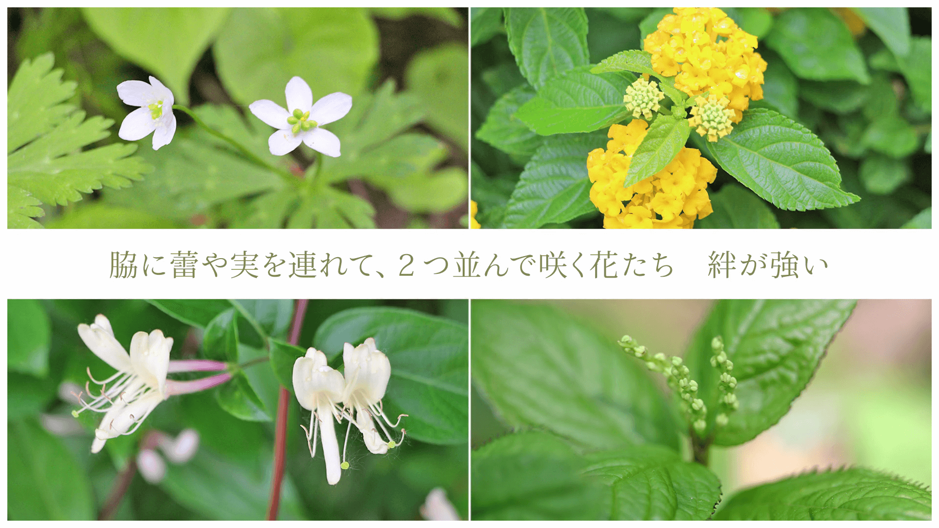 脇に蕾や実を連れて、2つ並んで咲く花たち 絆が強い