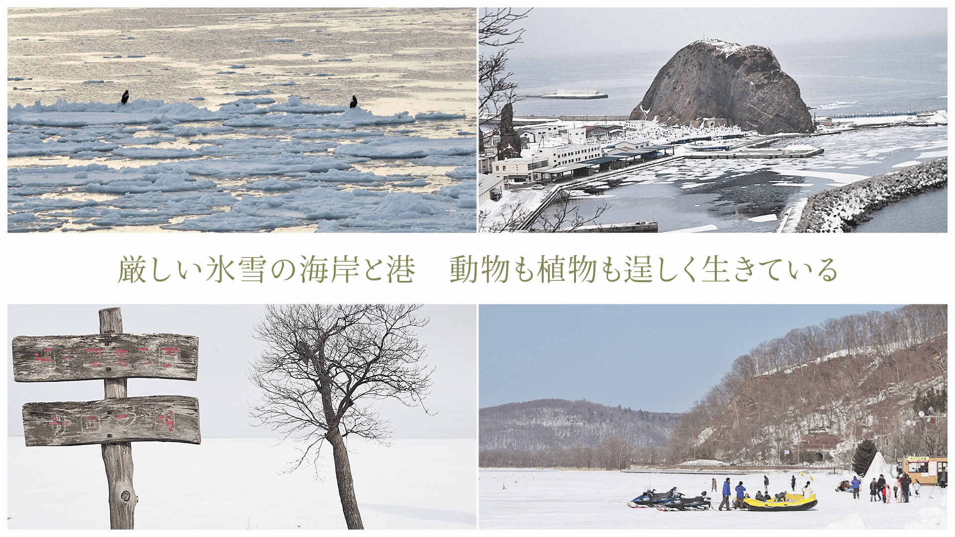 厳しい氷雪の海岸と港 動物も植物も逞しく生きている