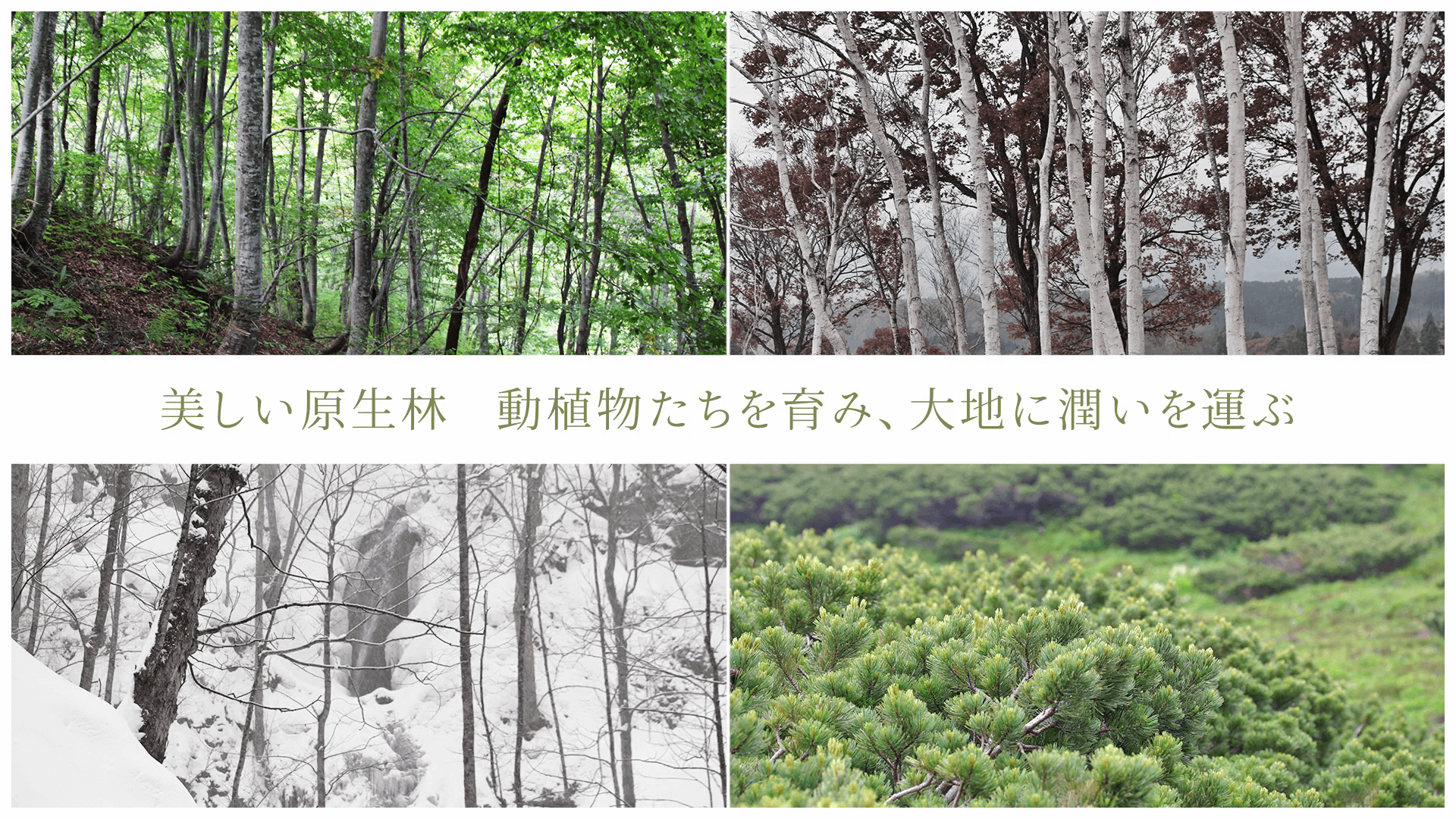 美しい原生林 動植物たちを育み、大地に潤いを運ぶ