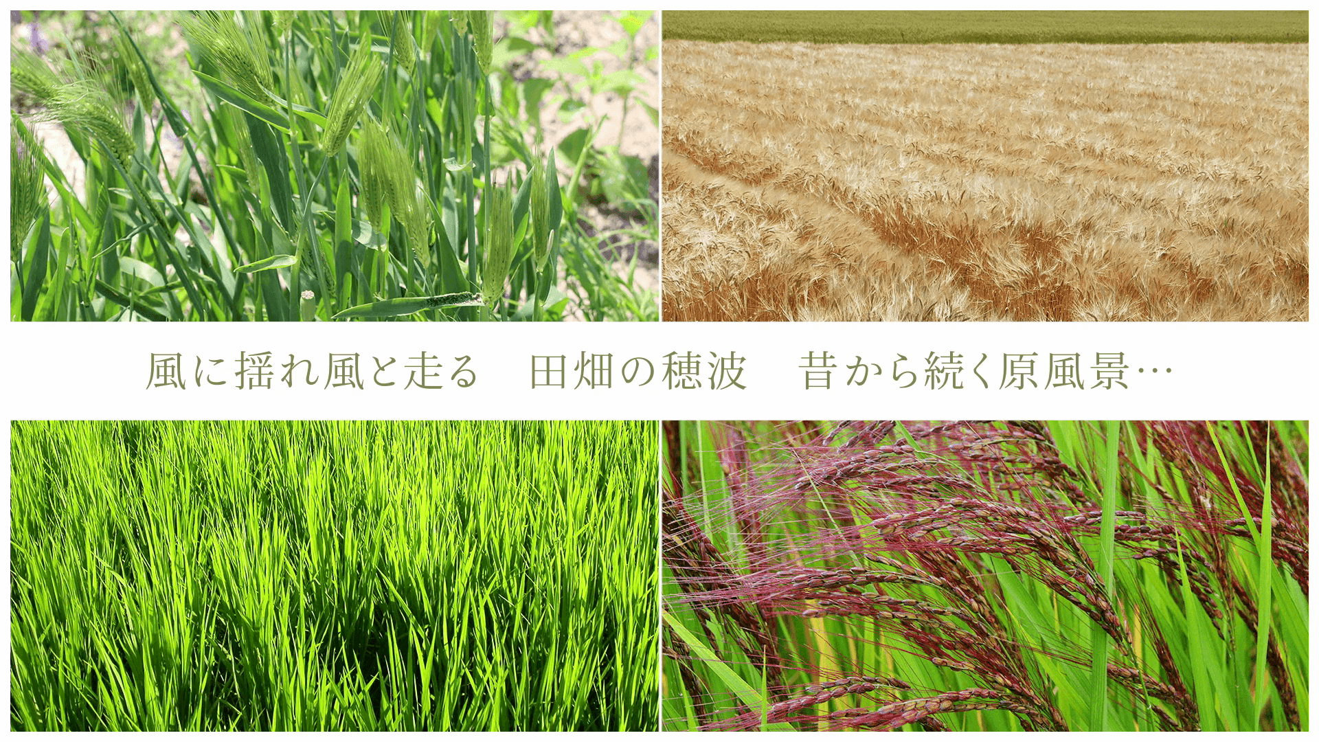 風に揺れ風と走る 田畑の穂波 昔から続く原風景…